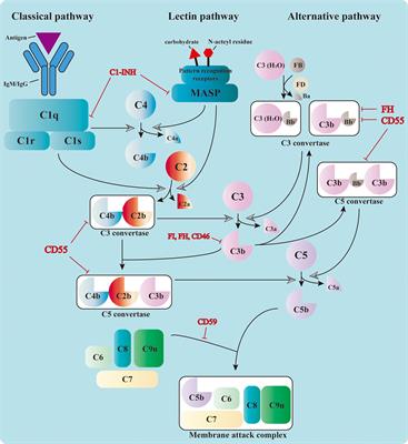 Role of Complement System in Kidney Transplantation: Stepping From Animal Models to Clinical Application